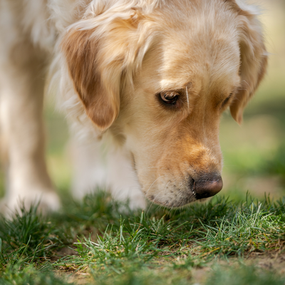 The Ultimate Guide to Sniffaris: Enriching Your Dog’s Walks