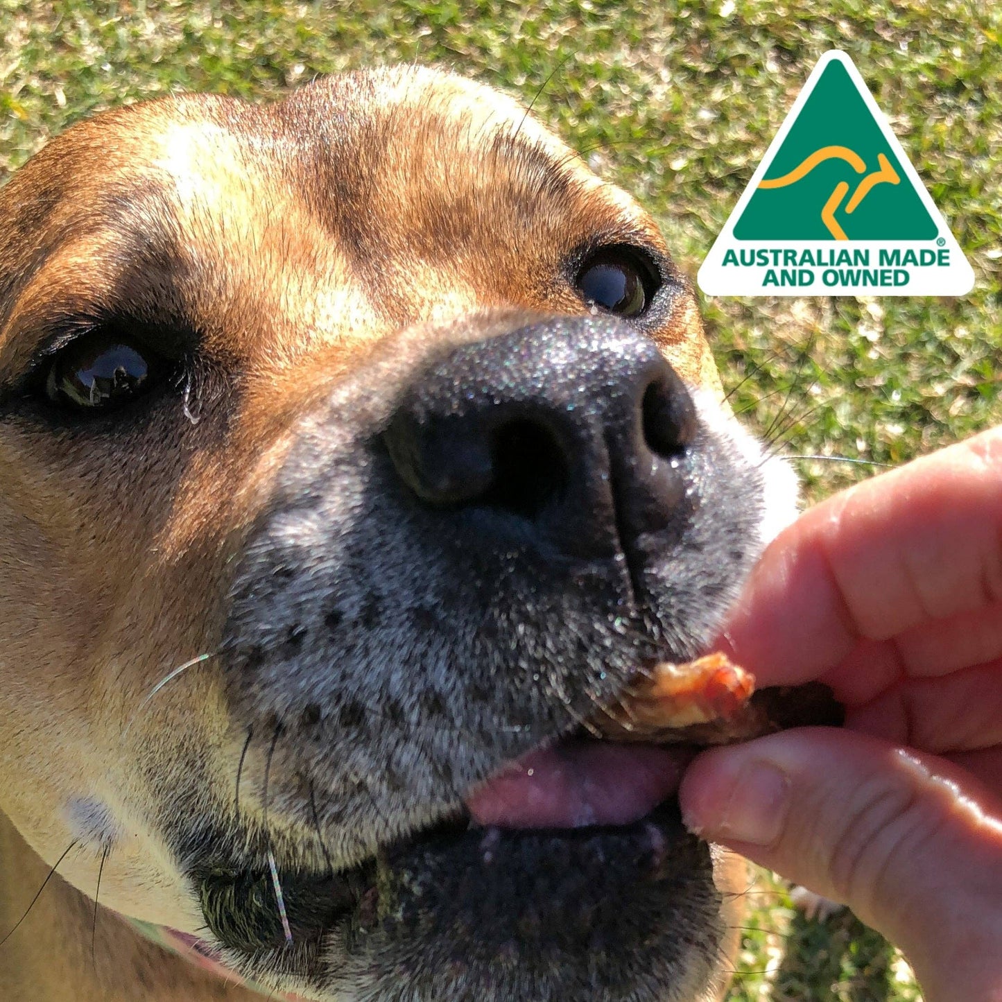 Green Lipped Mussels for Dogs, Joint support for Dogs, Natural Dog Treat - Lulu's Kitchen