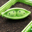 Petface Foodie Faces Latex Pea Pod Dog Toy