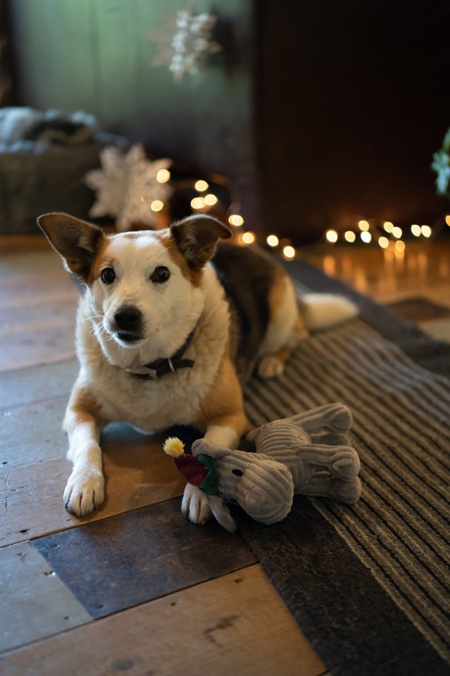 Petface Elf Freddie Dog Christmas Plush Dog Toy