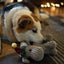 Petface Elf Freddie Dog Christmas Plush Dog Toy