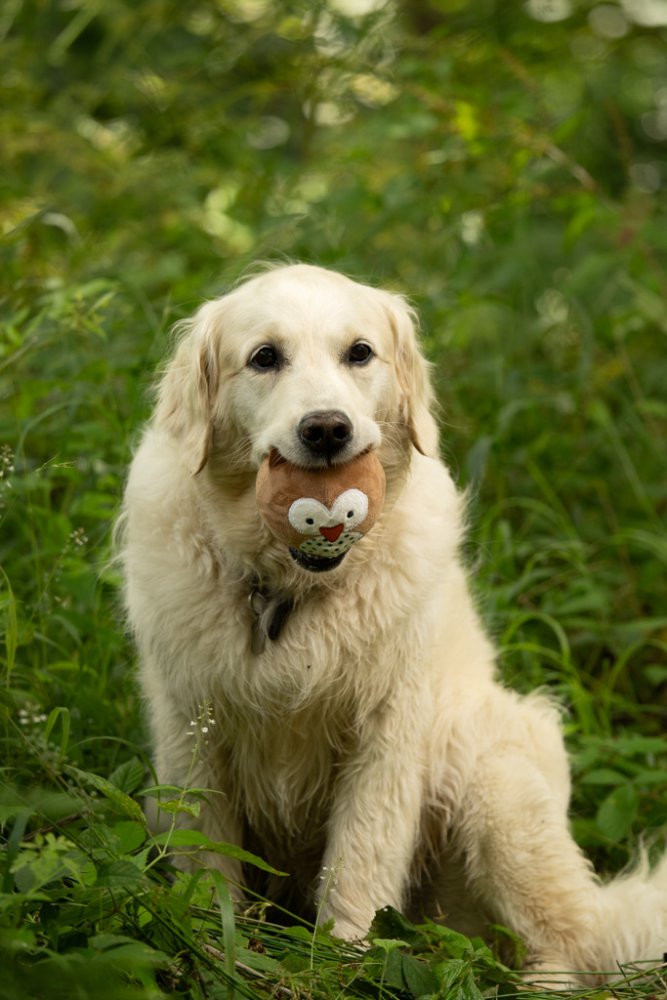 Petface Round Owl Plush Ball Dog Toy