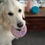 Petface Iced Ring Biscuit Latex Squeaky Dog Toy - Party Ring Dog Toy