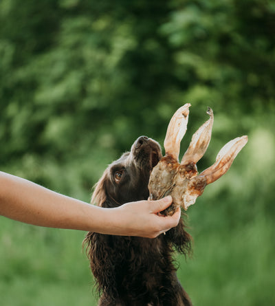 Anco Naturals Rabbit Ear Loose | Natural Dog Treat | Natural Air-Dried Dog Treat