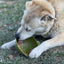 Dog Slow Feeder Bowl in Green | Garden of Eatin' Tipsy Bowl | Dog Enrichment Feeder | SodaPup