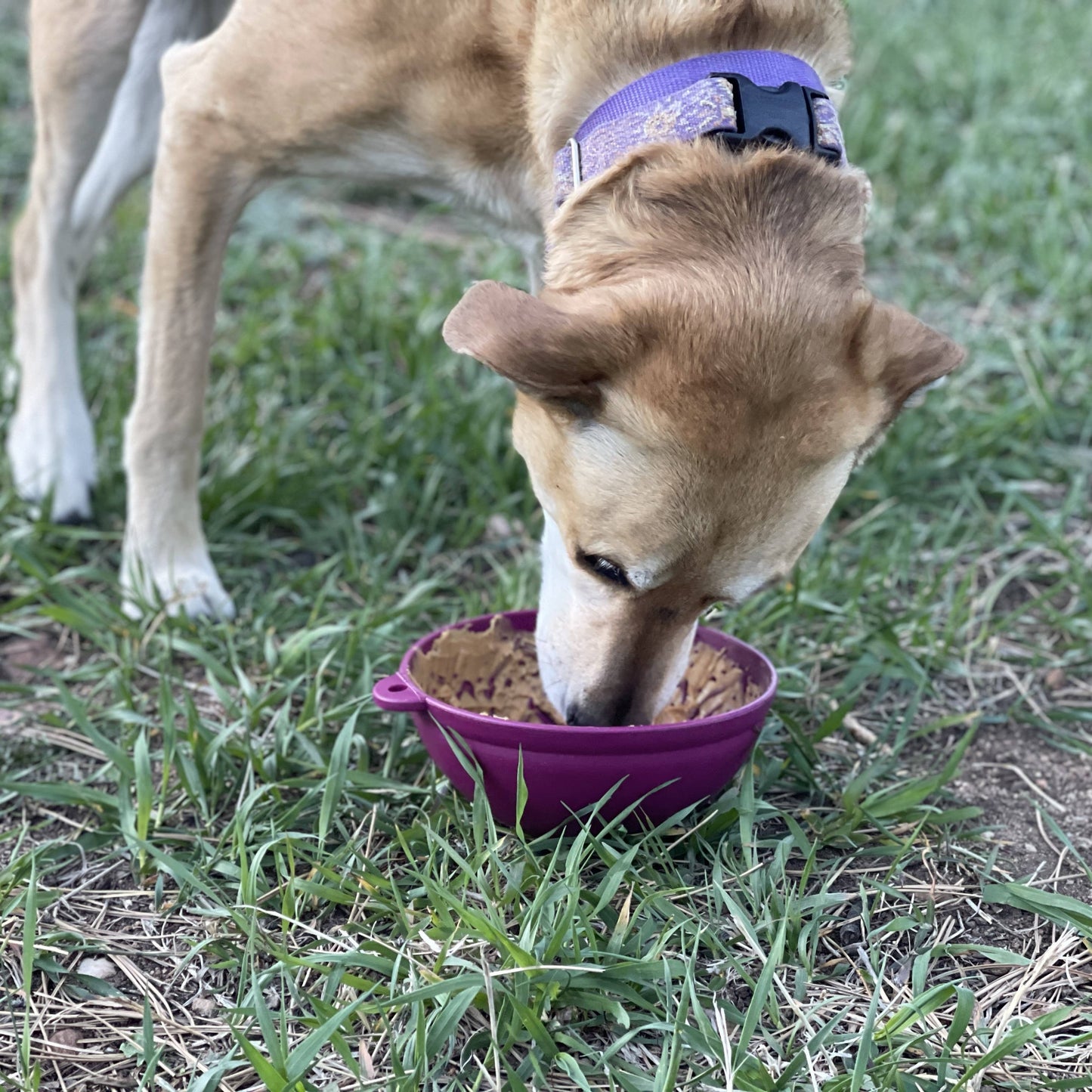 Dog Slow Feeder Bowl in Plum | Garden of Eatin' Tipsy Bowl | Dog Enrichment Feeder | SodaPup