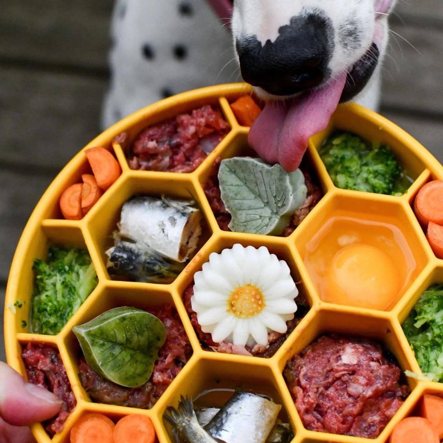 Honeycomb Slow Feeder Bowl for Dogs - Yellow| Dog Enrichment Feeder | Honeycomb Design eBowl Enrichment Slow Feeder Bowl for Dogs | SodaPup