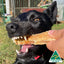 Shark Cartilage Dog Treat, Dog Chew, Dental Chew for Dogs, Natural Dog Treat - Lulu's Kitchen