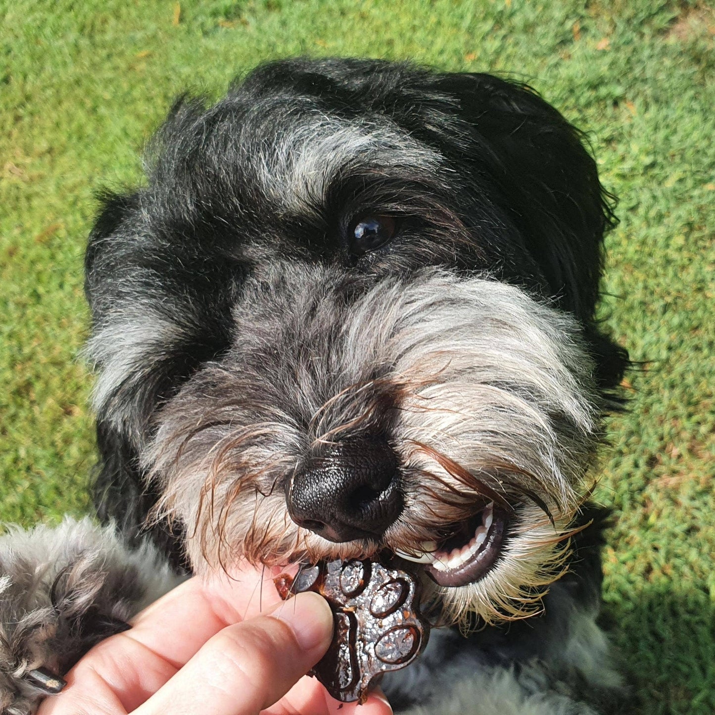 Strawberry Superfood Doggy Jelly for Dogs - Lulu's Kitchen