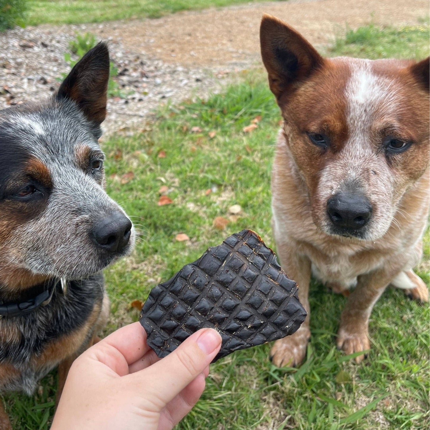 Kangaroo Kidney Dog Treat, Dog Chew, Natural Dog Treat - Lulu's Kitchen
